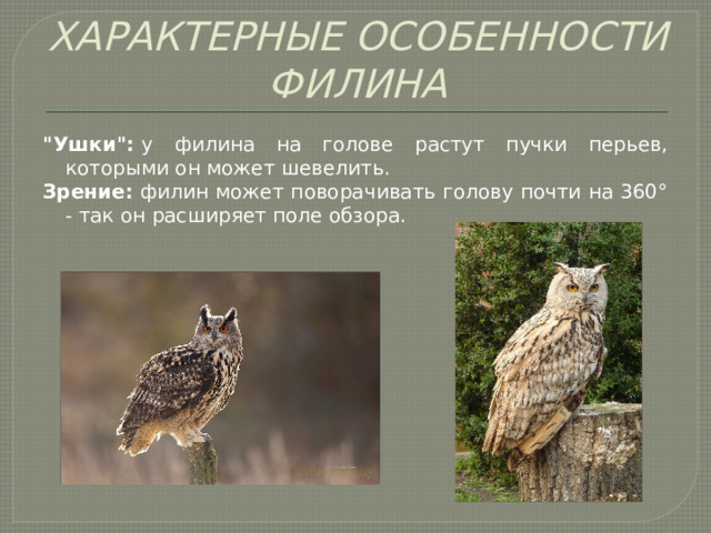 ХАРАКТЕРНЫЕ ОСОБЕННОСТИ ФИЛИНА 