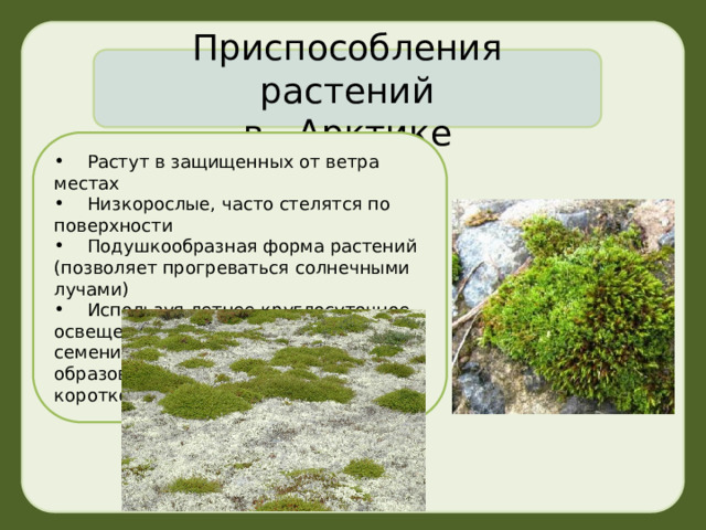 Приспособления растений в Арктике  Растут в защищенных от ветра местах  Низкорослые, часто стелятся по поверхности  Подушкообразная форма растений (позволяет прогреваться солнечными лучами)  Используя летнее круглосуточное освещение, успевают прорасти из семени, отцвести и образовать семена в течение короткого времени 