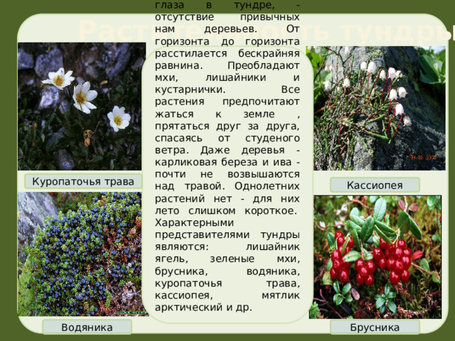  Растительность  тундры Первое что бросается в глаза в тундре, - отсутствие привычных нам деревьев. От горизонта до горизонта расстилается бескрайняя равнина. Преобладают мхи, лишайники и кустарнички. Все растения предпочитают жаться к земле , прятаться друг за друга, спасаясь от студеного ветра. Даже деревья - карликовая береза и ива - почти не возвышаются над травой. Однолетних растений нет - для них лето слишком короткое. . Характерными представителями тундры являются: лишайник ягель, зеленые мхи, брусника, водяника, куропаточья трава, кассиопея, мятлик арктический и др.  Куропаточья трава Кассиопея Брусника Водяника 3 