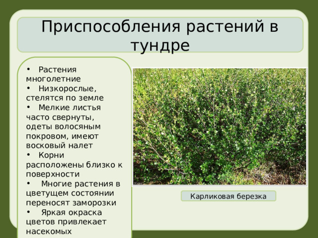 Приспособления растений в тундре  Растения многолетние  Низкорослые, стелятся по земле  Мелкие листья часто свернуты, одеты волосяным покровом, имеют восковый налет  Корни расположены близко к поверхности  Многие растения в цветущем состоянии переносят заморозки  Яркая окраска цветов привлекает насекомых Карликовая березка 