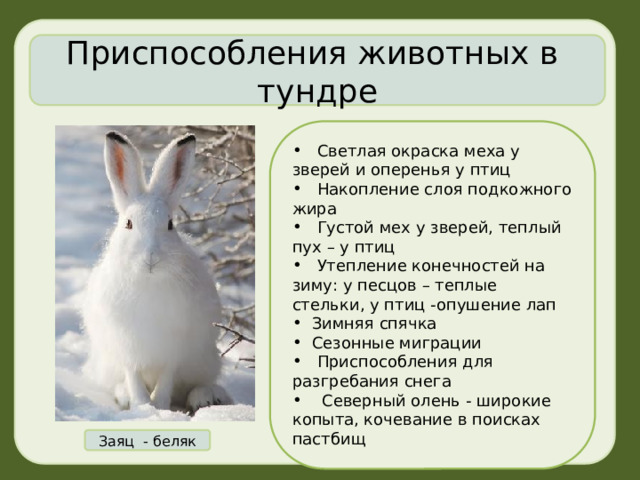 Приспособления животных в тундре  Светлая окраска меха у зверей и оперенья у птиц  Накопление слоя подкожного жира  Густой мех у зверей, теплый пух – у птиц  Утепление конечностей на зиму: у песцов – теплые стельки, у птиц -опушение лап  Зимняя спячка  Сезонные миграции  Приспособления для разгребания снега  Северный олень - широкие копыта, кочевание в поисках пастбищ Заяц - беляк 