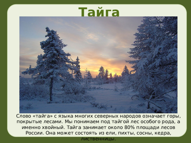 Тайга Слово «тайга» с языка многих северных народов означает горы, покрытые лесами. Мы понимаем под тайгой лес особого рода, а именно хвойный. Тайга занимает около 80% площади лесов России. Она может состоять из ели, пихты, сосны, кедра, лиственницы. 