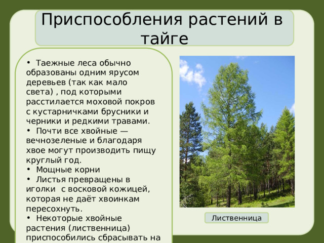 Приспособления растений в тайге .  Таежные леса обычно образованы одним ярусом деревьев (так как мало света) , под которыми расстилается моховой покров с кустарничками брусники и черники и редкими травами.  Почти все хвойные — вечнозеленые и благодаря хвое могут производить пищу круглый год.  Мощные корни  Листья превращены в иголки с восковой кожицей, которая не даёт хвоинкам пересохнуть.  Н екоторые хвойные растения (лиственница) приспособились сбрасывать на зиму иглы. Лиственница 