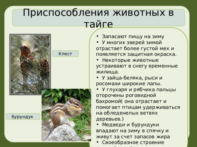 Приспособления животных в тайге  Запасают пищу на зиму  У многих зверей зимой отрастает более густой мех и появляется защитная окраска.  Некоторые животные устраивают в снегу временные жилища.  У зайца-беляка, рыси и росомахи широкие лапы.  У глухаря и рябчика пальцы оторочены роговидной бахромой( она отрастает и помогает птицам удерживаться на обледенелых ветвях деревьев.)  Медведи и бурундуки впадают на зиму в спячку и живут за счет запасов жира  Своеобразное строение клюва (клест) Клест Бурундук 