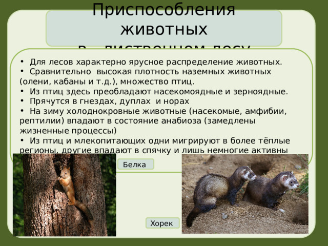 Приспособления животных в лиственном лесу  Для лесов характерно ярусное распределение животных.  Сравнительно высокая плотность наземных животных (олени, кабаны и т.д.), множество птиц.  Из птиц здесь преобладают насекомоядные и зерноядные.  Прячутся в гнездах, дуплах и норах  На зиму холоднокровные животные (насекомые, амфибии, рептилии) впадают в состояние анабиоза (замедлены жизненные процессы)  Из птиц и млекопитающих одни мигрируют в более тёплые регионы, другие впадают в спячку и лишь немногие активны круглый год. Белка Хорек 
