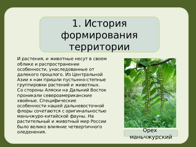 1. История формирования территории И растения, и животные несут в своем облике и распространении особенности, унаследованные от далекого прошлого. Из Центральной Азии к нам пришли пустынно-степные группировки растений и животных. Со стороны Аляски на Дальний Восток проникали североамериканские хвойные. Специфические особенности нашей дальневосточной флоры сочетаются с оригинальностью маньчжуро-китайской фауны. На растительный и животный мир России было велико влияние четвертичного оледенения. Орех маньчжурский 