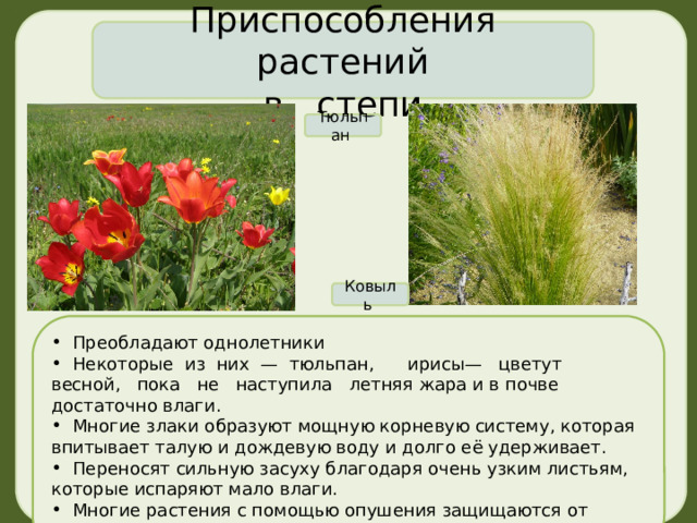 Приспособления растений в степи Тюльпан Ковыль  Преобладают однолетники  Некоторые из них — тюльпан, ирисы— цветут весной, пока не наступила летняя жара и в почве достаточно влаги.  Многие злаки образуют мощную корневую систему, которая впитывает талую и дождевую воду и долго её удерживает.  Переносят сильную засуху благодаря очень узким листьям, которые испаряют мало влаги.  Многие растения с помощью опушения защищаются от солнечных лучей. 