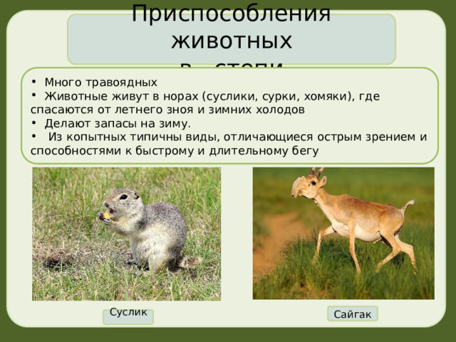 Приспособления животных в степи  Много травоядных  Животные живут в норах (суслики, сурки, хомяки), где спасаются от летнего зноя и зимних холодов  Делают запасы на зиму.   Из копытных типичны виды, отличающиеся острым зрением и способностями к быстрому и длительному бегу Сайгак Суслик 