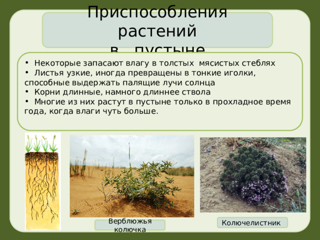 Приспособления растений в пустыне  Некоторые запасают влагу в толстых мясистых стеблях  Листья узкие, иногда превращены в тонкие иголки, способные выдержать палящие лучи солнца  Корни длинные, намного длиннее ствола  Многие из них растут в пустыне только в прохладное время года, когда влаги чуть больше. Колючелистник Верблюжья колючка 3 