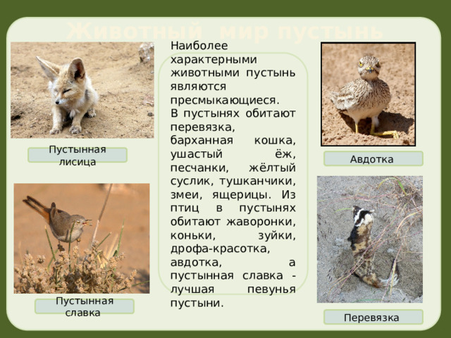 Животный мир пустынь Наиболее характерными животными пустынь являются пресмыкающиеся. В пустынях обитают перевязка, барханная кошка, ушастый ёж, песчанки, жёлтый суслик, тушканчики, змеи, ящерицы. Из птиц в пустынях обитают жаворонки, коньки, зуйки, дрофа-красотка, авдотка, а пустынная славка - лучшая певунья пустыни. Пустынная лисица Авдотка Пустынная славка Перевязка 