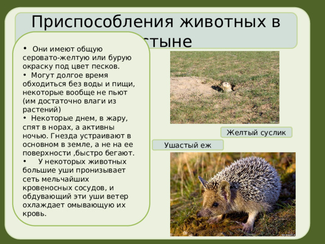 Приспособления животных в пустыне  Они имеют общую серовато-желтую или бурую окраску под цвет песков.  Могут долгое время обходиться без воды и пищи, некоторые вообще не пьют (им достаточно влаги из растений)  Некоторые днем, в жару, спят в норах, а активны ночью. Гнезда устраивают в основном в земле, а не на ее поверхности ,быстро бегают.  У некоторых животных большие уши пронизывает сеть мельчайших кровеносных сосудов, и обдувающий эти уши ветер охлаждает омывающую их кровь. Желтый суслик Ушастый еж 