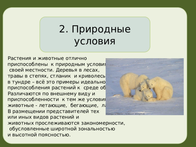  Растения и животные отлично приспособлены к природным условиям  своей местности. Деревья в лесах, травы в степях, стланик и криволесье в тундре – всё это примеры идеального приспособления растений к среде обитания. Различаются по внешнему виду и приспособленности к тем же условиям животные - летающие, бегающие, лазающие, плавающие. В размещении представителей тех или иных видов растений и животных прослеживаются закономерности,  обусловленные широтной зональностью и высотной поясностью. 2. Природные условия 