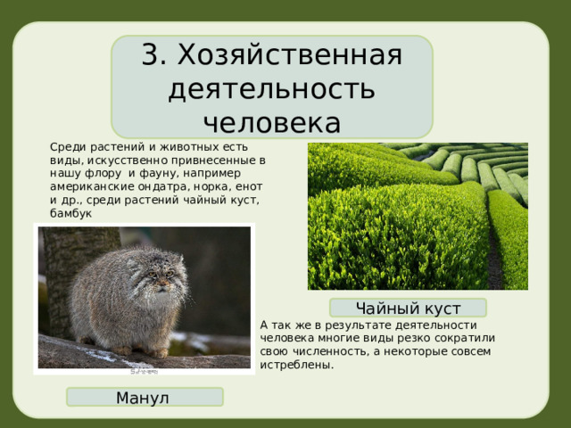 3. Хозяйственная деятельность человека Среди растений и животных есть виды, искусственно привнесенные в нашу флору и фауну, например американские ондатра, норка, енот и др., среди растений чайный куст, бамбук Чайный куст А так же в результате деятельности человека многие виды резко сократили свою численность, а некоторые совсем истреблены. Манул 