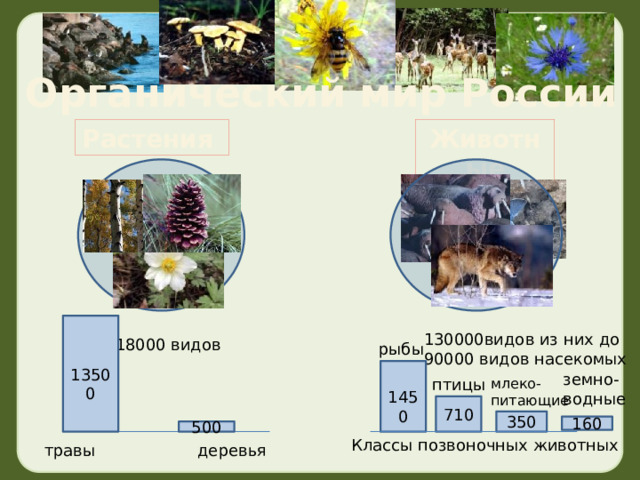 160  Органический мир России Растения Животные 13500 130000видов из них до 90000 видов насекомых 18000 видов рыбы 1450 земно- водные птицы млеко- питающие 710 350 500 Классы позвоночных животных травы деревья 