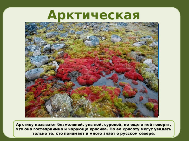 Арктическая пустыня Арктику называют безмолвной, унылой, суровой, но еще о ней говорят, что она гостеприимна и чарующе красива. Но ее красоту могут увидеть только те, кто понимает и много знает о русском севере. 