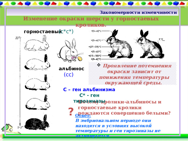 Закономерности изменчивости Изменение окраски шерсти у горностаевых кроликов. (с*с*) горностаевый  Проявление потемнения окраски зависит от понижения температуры окружающей среды.  альбинос  (сс) С – ген альбинизма С* - ген тирозиназы Почему кролики-альбиносы и горностаевые кролики рождаются совершенно белыми? ? Ответ:  В эмбриональном периоде они  находятся в условиях высокой температуры и ген тирозиназы не активируется. 