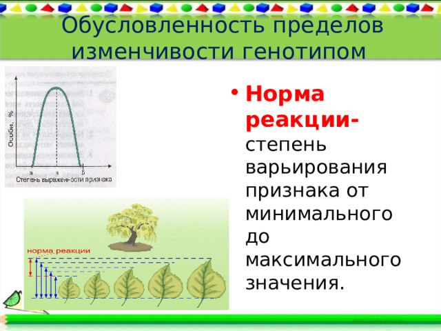 Обусловленность пределов  изменчивости генотипом   Норма реакции- степень варьирования признака от минимального до максимального значения. 