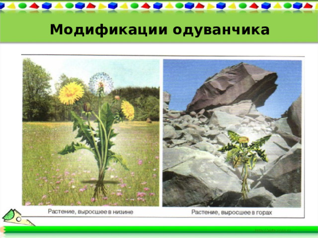 Модификации одуванчика 