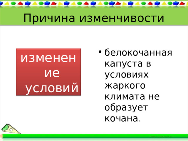 Причина изменчивости белокочанная капуста в условиях жаркого климата не образует кочана . изменение условий среды 