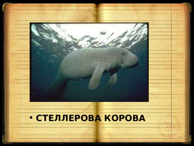 СТЕЛЛЕРОВА КОРОВА  