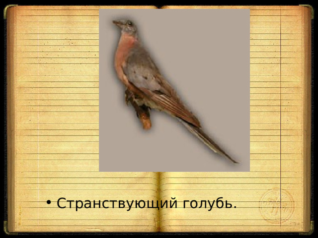 Странствующий голубь. 