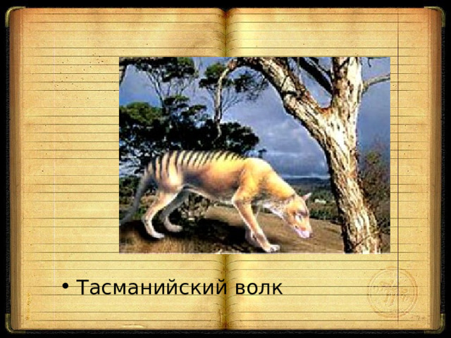 Тасманийский волк 