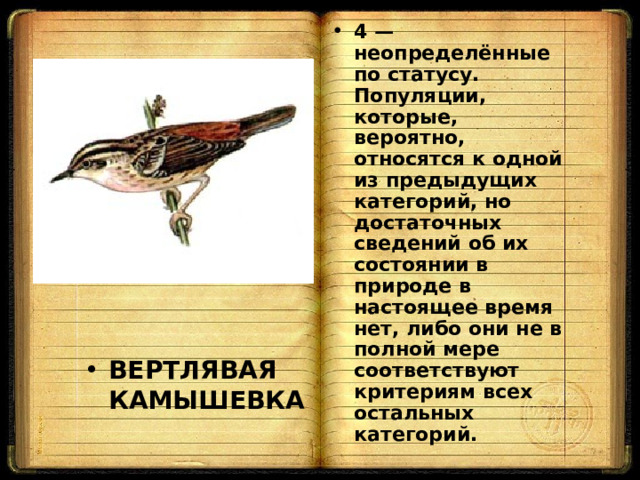 4 — неопределённые по статусу. Популяции, которые, вероятно, относятся к одной из предыдущих категорий, но достаточных сведений об их состоянии в природе в настоящее время нет, либо они не в полной мере соответствуют критериям всех остальных категорий. ВЕРТЛЯВАЯ КАМЫШЕВКА  