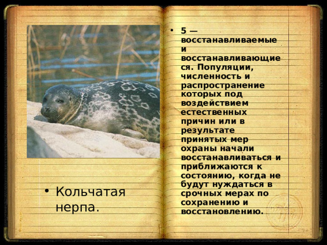 5 — восстанавливаемые и восстанавливающиеся. Популяции, численность и распространение которых под воздействием естественных причин или в результате принятых мер охраны начали восстанавливаться и приближаются к состоянию, когда не будут нуждаться в срочных мерах по сохранению и восстановлению.  Кольчатая нерпа. 
