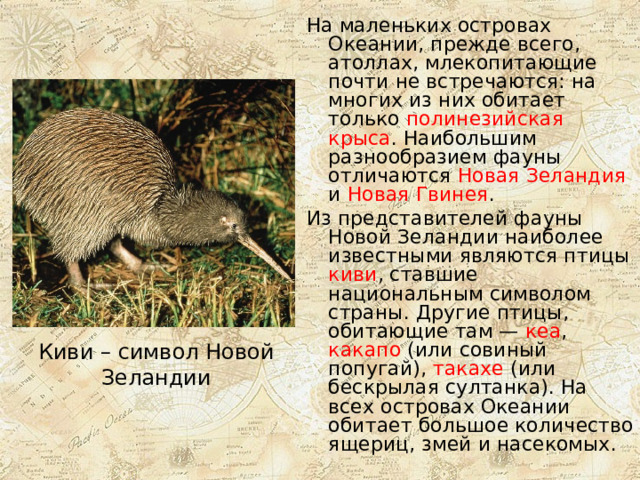 На маленьких островах Океании, прежде всего, атоллах, млекопитающие почти не встречаются: на многих из них обитает только полинезийская крыса . Наибольшим разнообразием фауны отличаются Новая Зеландия и Новая Гвинея . Из представителей фауны Новой Зеландии наиболее известными являются птицы киви , ставшие национальным символом страны. Другие птицы, обитающие там — кеа , какапо (или совиный попугай), такахе (или бескрылая султанка). На всех островах Океании обитает большое количество ящериц, змей и насекомых. Киви – символ Новой Зеландии 