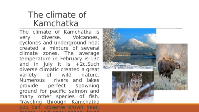 The climate of Kamchatka The climate of Kamchatka is very diverse. Volcanoes, cyclones and underground heat created a mixture of several climate zones. The average temperature in February is-13c and in July it is +2c.Such diverse climatic created a great variety of wild nature. Numerous rivers and lakes provide perfect spawning ground for pacific salmon and many other species of fish. Traveling through Kamchatka you can. observe brown bear, moose, wolf, snow sheep, foxes and many other animals and birds in their native habitat. 