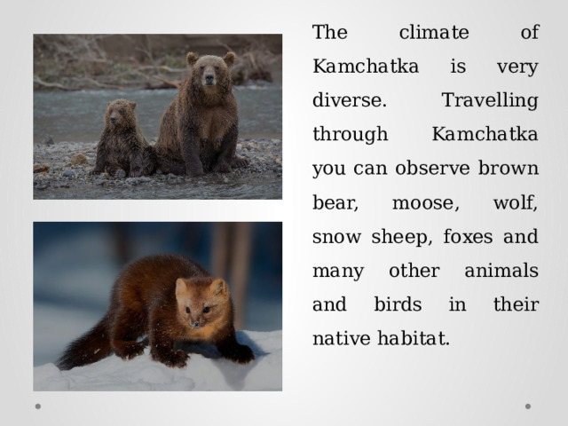 The climate of Kamchatka is very diverse. Travelling through Kamchatka you can observe brown bear, moose, wolf, snow sheep, foxes and many other animals and birds in their native habitat. 