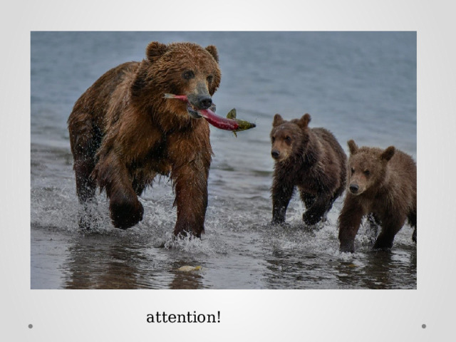 Thank for your attention! 