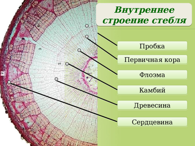Основная ткань (паренхима) Ассимиляционная (хлоренхима) Воздухоносная (аэренхима) Запасающая Мякоть листа Некоторые клетки коры стебля Водные и болотные растения Эндосперм Видоизменения корня и стебля Паренхима лубяная и древесная Функции – накопление воздуха в межклетниках Функции – фотосинтез Функции – запас питательных веществ, влаги 
