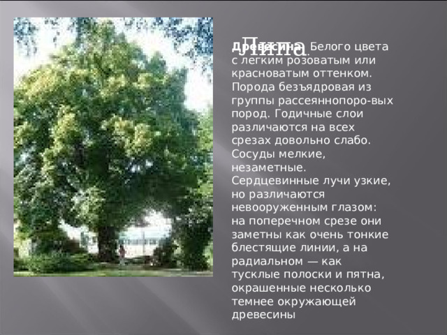 Липа . Древесина. Белого цвета с легким розоватым или краснова ­ тым оттенком. Порода безъядровая из группы рассеяннопоро-вых пород. Годичные слои различаются на всех срезах довольно слабо. Сосуды мелкие, незаметные. Сердцевинные лучи узкие, но различаются невооруженным глазом: на поперечном срезе они заметны как очень тонкие блестящие линии, а на ради ­ альном — как тусклые полоски и пятна, окрашенные несколько темнее окружающей древесины 