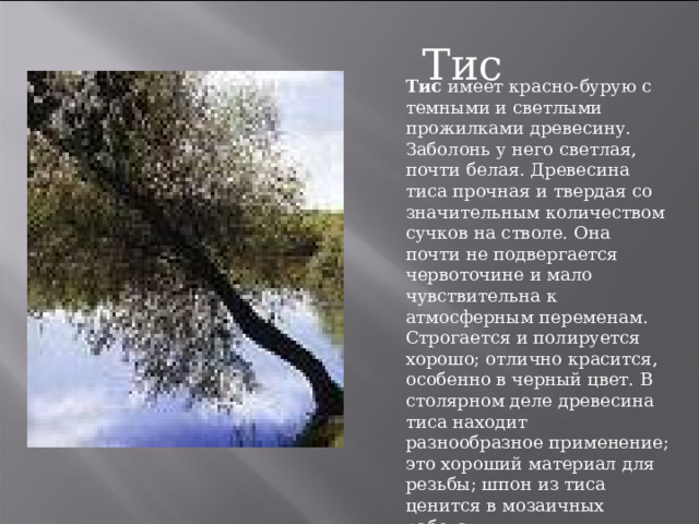 Тис Тис имеет красно-бурую с темными и светлыми прожилками древесину. Заболонь у него светлая, почти белая. Древесина тиса прочная и твердая со значительным количеством сучков на стволе. Она почти не подвергается червоточине и мало чувствительна к атмосферным переменам. Строгается и полируется хорошо; отлично красится, особенно в черный цвет. В столярном деле древесина тиса находит разнообразное применение; это хороший материал для резьбы; шпон из тиса ценится в мозаичных работах 