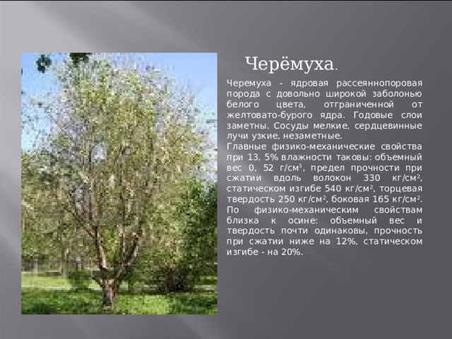 Черёмуха . Черемуха - ядровая рассеяннопоровая порода с довольно широкой заболонью белого цвета, отграниченной от желтовато-бурого ядра. Годовые слои заметны. Сосуды мелкие, сердцевинные лучи узкие, незаметные. Главные физико-механические свойства при 13, 5% влажности таковы: объемный вес 0, 52 г/см 3 , предел прочности при сжатии вдоль волокон 330 кг/см 2 , статическом изгибе 540 кг/см 2 , торцевая твердость 250 кг/см 2 , боковая 165 кг/см 2 . По физико-механическим свойствам близка к осине: объемный вес и твердость почти одинаковы, прочность при сжатии ниже на 12%, статическом изгибе - на 20%. 