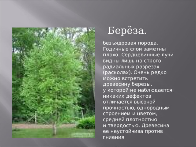 Берёза. безъядровая порода. Годичные слои заметны плохо. Сердцевинные лучи видны лишь на   строго радиальных разрезах (расколах). Очень редко можно встретить древесину березы, у   которой не   наблюдается никаких дефектов отличается высокой прочностью, однородным строением и   цветом, средней плотностью и   твердостью. Древесина ее   неустойчива против гниения 