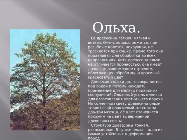Ольха. Её древесина лёгкая, мягкая и вязкая. Очень хорошо режется, при резьбе не колется, нехрупкая, не трескается при сушке. Кроме того она податливая для обработки во всех направлениях. Хотя древесина ольхи не отличается прочностью, она имеет довольно равномерное строение, облегчающее обработку, и красивый красноватый цвет. Древесина ольхи долго сохраняется под водой и потому находить применение для мелких подводных сооружений. Ольховый уголь ценится для изготовления охотничьего пороха. На солнечном свету древесина ольхи теряет свой оранжевый оттенок за два-три месяца, её цвет становится похожим на цвет выдержанной древесины сосны. Структура древесины тонкая, равномерная. В сушке ольха – одна из самых устойчивых к деформации пород  