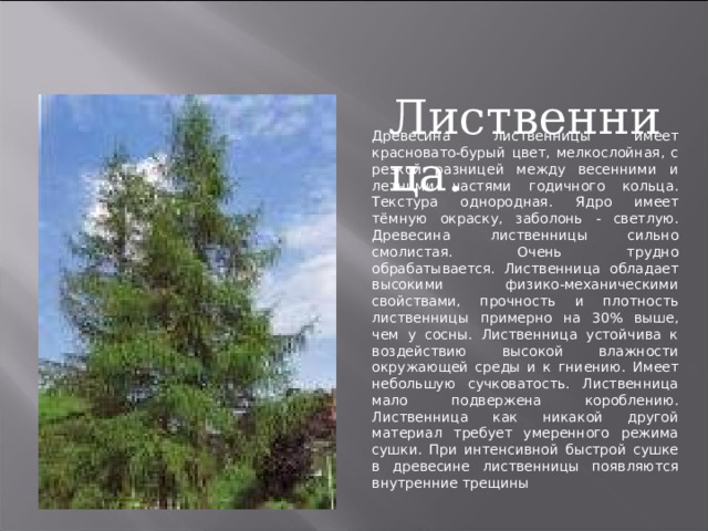 Лиственница. Древесина лиственницы имеет красновато-бурый цвет, мелкослойная, с резкой разницей между весенними и летними частями годичного кольца. Текстура однородная. Ядро имеет тёмную окраску, заболонь - светлую. Древесина лиственницы сильно смолистая. Очень трудно обрабатывается. Лиственница обладает высокими физико-механическими свойствами, прочность и плотность лиственницы примерно на 30% выше, чем у сосны. Лиственница устойчива к воздействию высокой влажности окружающей среды и к гниению. Имеет небольшую сучковатость. Лиственница мало подвержена короблению. Лиственница как никакой другой материал требует умеренного режима сушки. При интенсивной быстрой сушке в древесине лиственницы появляются внутренние трещины 