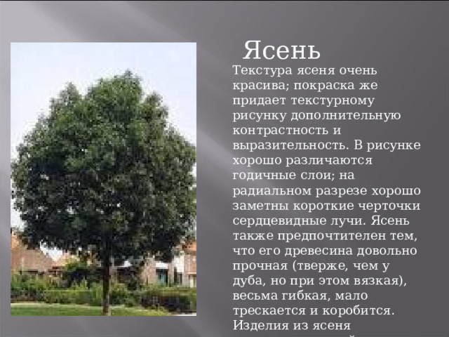 Ясень Текстура ясеня очень красива; покраска же придает текстурному рисунку дополнительную контрастность и выразительность. В рисунке хорошо различаются годичные слои; на радиальном разрезе хорошо заметны короткие черточки сердцевидные лучи. Ясень также предпочтителен тем, что его древесина довольно прочная (тверже, чем у дуба, но при этом вязкая), весьма гибкая, мало трескается и коробится. Изделия из ясеня долговечны и стойки к загниванию .   