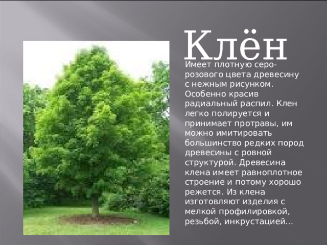 Клён Имеет плотную серо-розового цвета древесину с нежным рисунком. Особенно красив радиальный распил. Клен легко полируется и принимает протравы, им можно имитировать большинство редких пород древесины с ровной структурой. Древесина клена имеет равноплотное строение и потому хорошо режется. Из клена изготовляют изделия с мелкой профилировкой, резьбой, инкрустацией... 