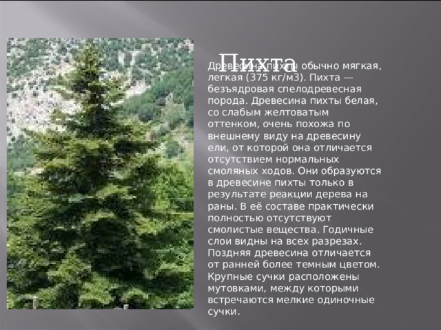 Пихта Древесина пихты обычно мягкая, легкая (375 кг/м3). Пихта — безъядровая спелодревесная порода. Древесина пихты белая, со слабым желтоватым оттенком, очень похожа по внешнему виду на древесину ели, от которой она отличается отсутствием нормальных смоляных ходов. Они образуются в древесине пихты только в результате реакции дерева на раны. В её составе практически полностью отсутствуют смолистые вещества. Годичные слои видны на всех разрезах. Поздняя древесина отличается от ранней более темным цветом. Крупные сучки расположены мутовками, между которыми встречаются мелкие одиночные сучки. 