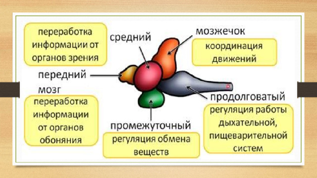 Головной мозг  расположен в мозговой части черепа. Он состоит  из пяти отделов:  переднего, среднего мозга, мозжечка, промежуточного и продолговатого мозга, который без резких границ переходит в спинной мозг.  Передний мозг  отвечает за переработку информации, получаемой от органов обоняния, также принимает участие в регуляции поведения рыб.  Промежуточный  обеспечивает регуляцию обмена веществ.  Средний  анализирует информацию от органов зрения и боковой линии.  Мозжечок  отвечает за координацию движений.  Продолговатый мозг  регулирует работу дыхательной, пищеварительной и кровеносной систем.  