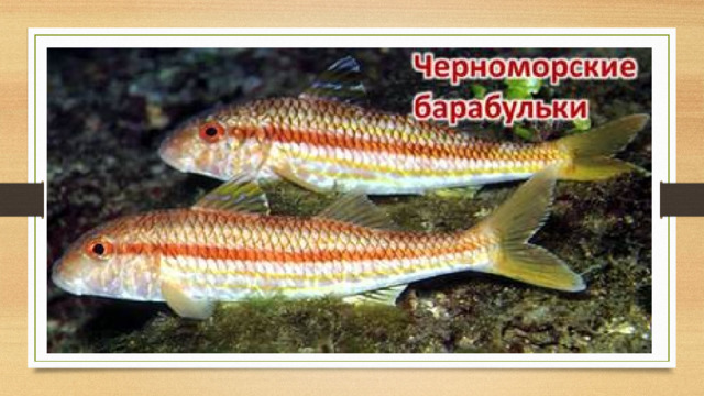Рыбы  способны издавать звуки  челюстями, жаберными крышками, плавниками, плавательным пузырём. Некоторые виды рыб, например  черноморские барабульки , просто «болтливы». С помощью звуковых сигналов они выражают угрозу, предупреждение, призыв, сигнал тревоги.  