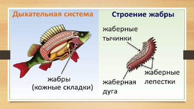 Дыхательная система   представлена жабрами , которые расположены по бокам головы рыбы. Они представляют собой многочисленные тончайшие кожные складки в виде  лепестков , расположенные на  жаберных дугах . Жаберные лепестки пронизаны сетью кровеносных капилляров, в которые проникает растворённый в воде  кислород,  а углекислый газ выходит из них, в воду. К жаберной дуге также прикреплены  жаберные тычинки , которые защищают жаберные лепестки от засорения.  