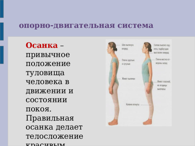 опорно-двигательная система Осанка – привычное положение туловища человека в движении и состоянии покоя. Правильная осанка делает телосложение красивым, стройным. 