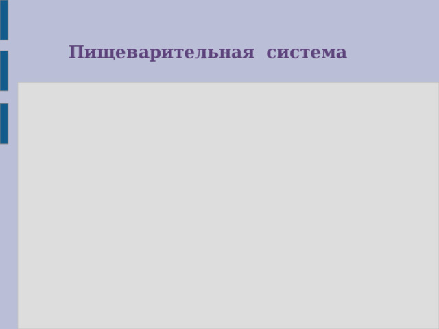 Пищеварительная система 