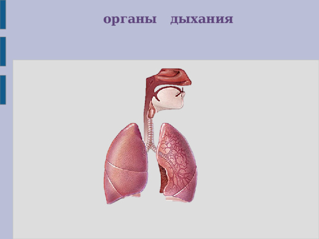органы дыхания 