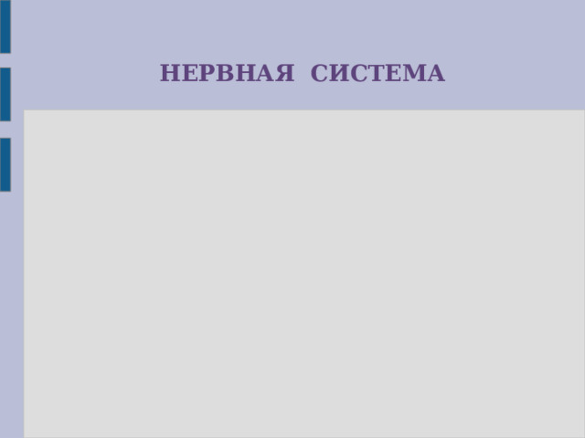 НЕРВНАЯ СИСТЕМА 