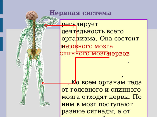 Нервная система регулирует деятельность всего организма. Она состоит из  ,  , . Ко всем органам тела от головного и спинного мозга отходят нервы. По ним в мозг поступают разные сигналы, а от мозга идут обратные сигналы всем органам тела. головного мозга спинного мозга нервов 